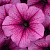 Easy Wave rose fusion