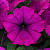 Easy Wave violet