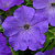 Easy Wave lavender sky blue