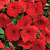 Easy Wave red