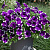 Петуния AlpeTunia Glacier Sky