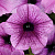 Easy Wave plum vein