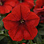 Easy Wave red improved
