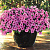 Easy Wave pink