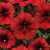 Easy Wave red velour