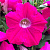 Easy Wave neon rose