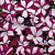 Easy Wave burgundy star