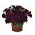 Петуния Sweetunia Johnny Flame